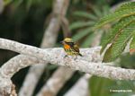 Gilded barbet in the rainforest canopy