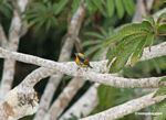 Gilded barbet in the rainforest canopy