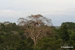 Oropendola (weaverbird) nests in canopy tree