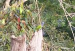 Blue-headed parrot; Pionus menstruus