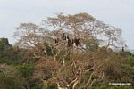 Hanging Oropendola nests in canopy tree