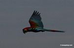Red-and-green macaw flying