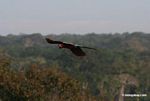 Red-and-green macaw flying over forest