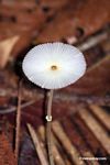 White mushroom on forest floor