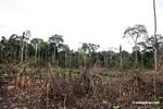 Slash-and-burn agriculture in the rain forest near Puerto Maldanado