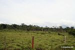 Deforestation for cattle pastureland near Puerto Maldanado