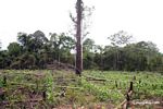 Maize field planted after rainforest has been slash-and-burned
