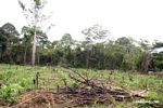 Maize field planted after rainforest slash-and-burn