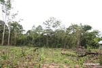 Maize field planted on newly deforested land