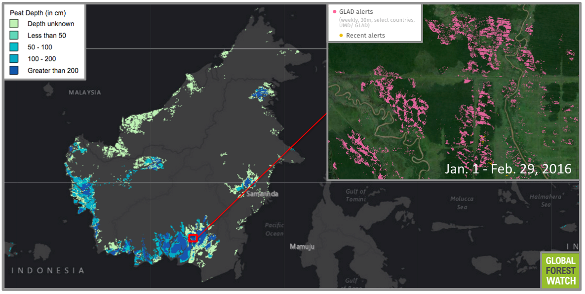 Despite a pledge by Indonesian president Joko Widodo to protect peatlands from further draining and development, GLAD detected heavy tree cover loss in one one of the deepest peatlands on the island. Drainage canals are visible in satellite imagery.