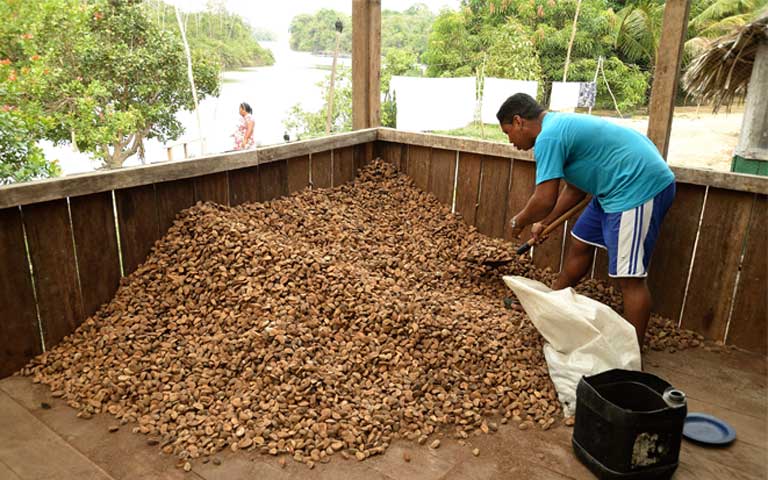 Sorting through a Brazil nut pile within view of the Iriri River. Photo by Natalia Guerrero