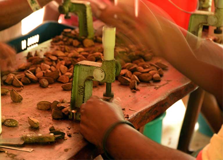 A tough nut to crack. A family worker prepares Brazil nuts for market, a sustainable business that is much easier to operate with the simple machines provided through government support. Photo by Natalia Guerrero