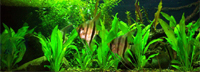 Tropical Freshwater Fish: Information on tropical freshwater fish including species descriptions, tips on aquarium care, and more.