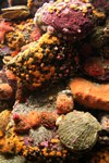 Coloful tide pool life, including orange cup coral (Balanophyllia elegans)