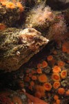 Fish hidden among sponges and sea life