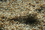 Flounder blending with the sandy bottom