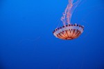 Chrysaira colorata jellyfish
