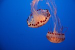 Purple-striped jellyfish