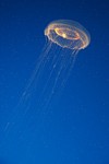 Crystal jellyfish (Aequorea victoria)