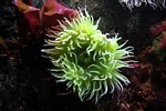 Green sea anemone