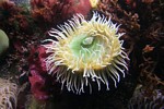 White, yellow, and green anemone