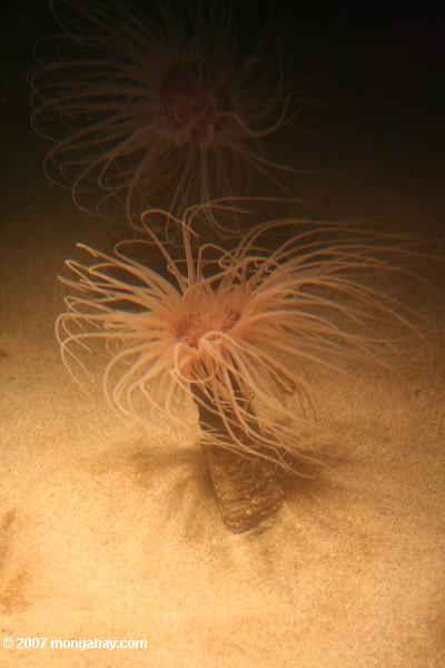 Tube anemone (Pachycerianthus fimbriatus)