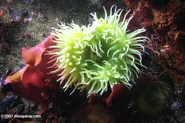 A new report finds that the oceans are facing a mass extinction. One day many of the world's marine species may only be found in aquariums, if at all, such as this green sea anemone in the Monterey Bay Aquarium. Photo by: Rhett A. Butler.
