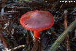 Red Mushroom Close