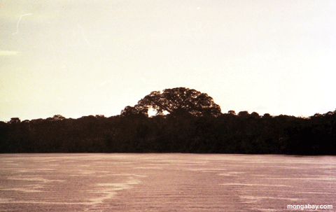Giant Kapok tree in the Brazilian Amazon