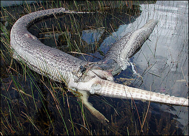 Python explodes after swallowing 6-foot alligator in Florida Everglades