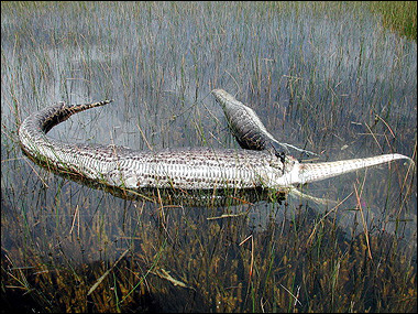 Anaconda Eating An Alligator