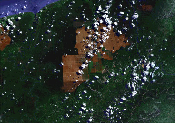 satellite image of oil palm plantations, peatland, and forest in sarawak