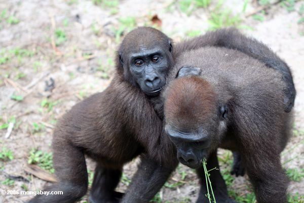 Young, endangered western gorilas (Gorilla gorilla) tussle in Gabon. Photo by Rhett A. Butler.