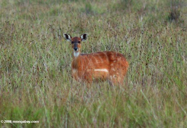 Une Sitatung c’est-à-dire une antilope centre-africaine, au Gabon.  Photo de Rhett A. Butler.