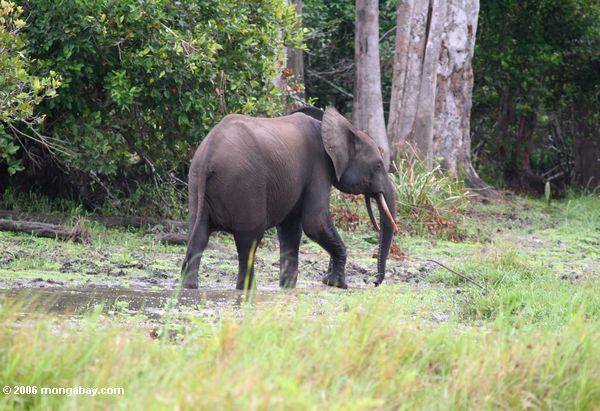 Forest elephant in Gabon.Ivory poachers have decimated forest elephant populations: a recent study found that 62 percent of forest elephants have been killed in the past ten years alone. Photo by: Rhett A. Butler.