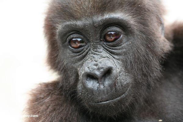 Lowland gorilla in Gabon.