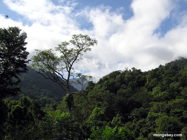 rainforest in Honduras