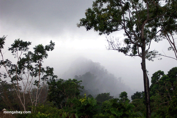 Selva Tropical en Honduras. Foto: Rhett A. Butler.