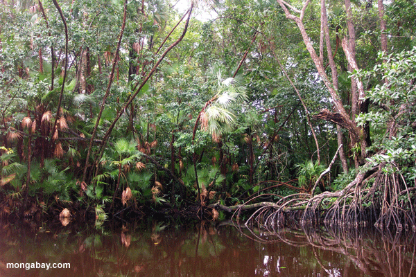Mangrove forest in Cuero-Salado, Honduras. Photo by Rhett Butler.