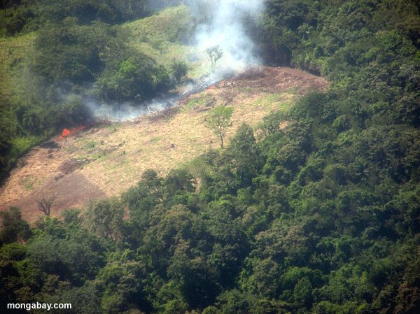 La quema de los bosques en la isla de Roatán en Honduras. Fotografía de Rhett A. Butler.