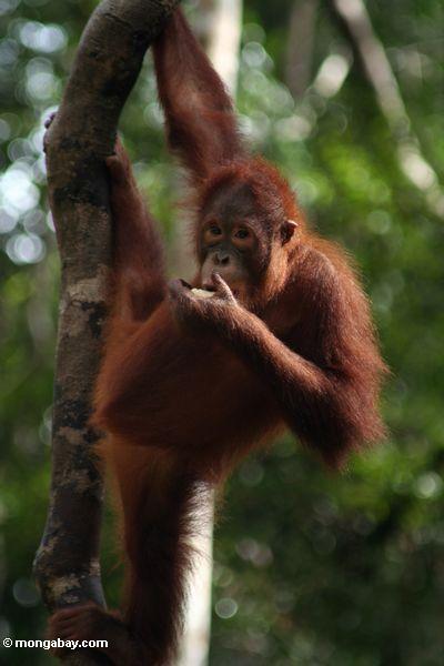 A Bornean orangutan (Pongo pygmaeus)in Kalimantan. Bornean orangutans have declined 50 percent throughout their range over the past 50 years. The Sumatran species (P. abelii) has declined 80 percent. Photo by Rhett A. Butler.