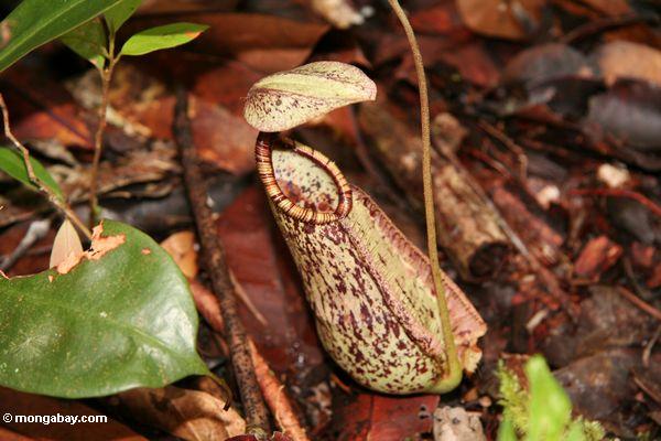  Nepenthes rafflesiana, eine groβe Kannenplanze, die man häufig in den sumpfigen Wäldern Borneos findet. Foto: Rhett A. Butler.