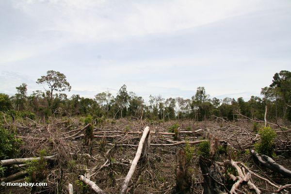 Deforestation in Central Kalimantan.