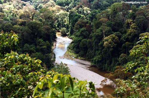 Danum Valley rainforest.