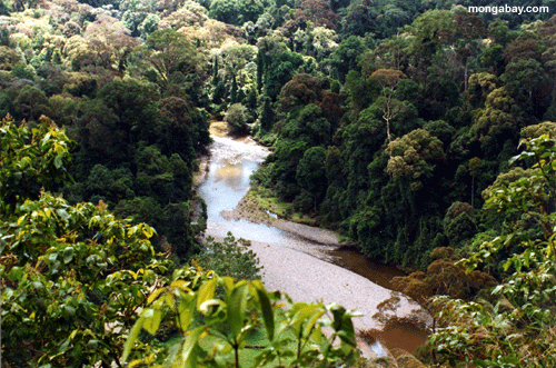 Resultado de imagen para bosques tropicales humedos