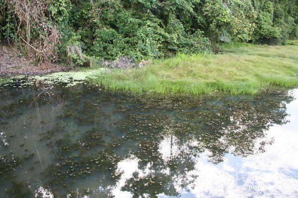 Foto: Lirios de la planta acuática y del agua de la cola de zorra que  crecen en habitat natural