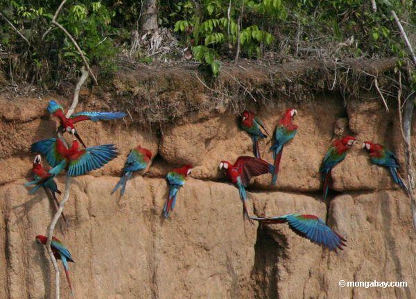 Red-and-green macaws (Ara chloroptera) at a clay lick in Manu National Park. Photo by: Rhett A. Butler.