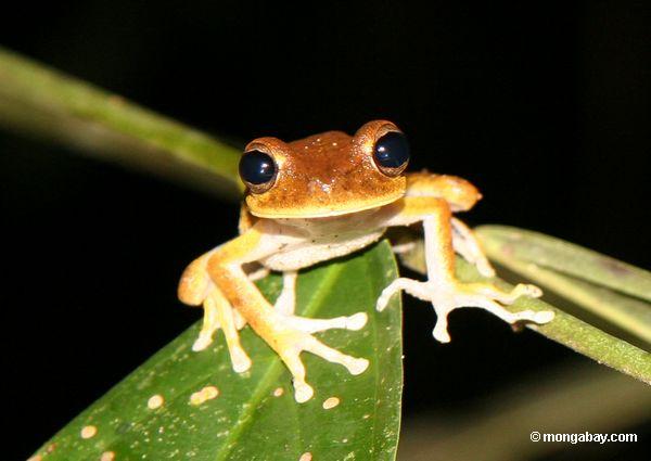 Hyla tree frog species in the Tambopata National Reserve. Photo by Rhett A. Butler / mongabay.com