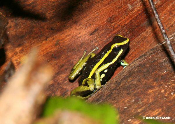 Three-striped Poison dart frog (Epipedobates trivittatus) in Peru