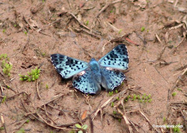 The Amazon rainforest is likely the world's most biodiverse ecosystem. Insects make up the bulk of species, like this butterfly, but the majority of them haven't even been named. Photo by: Rhett A. Butler.